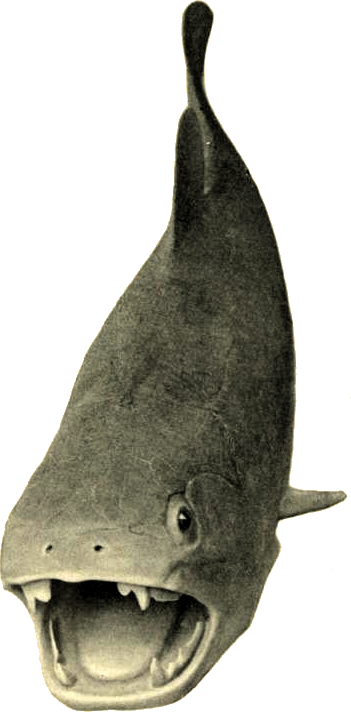 Dunkleosteus.png