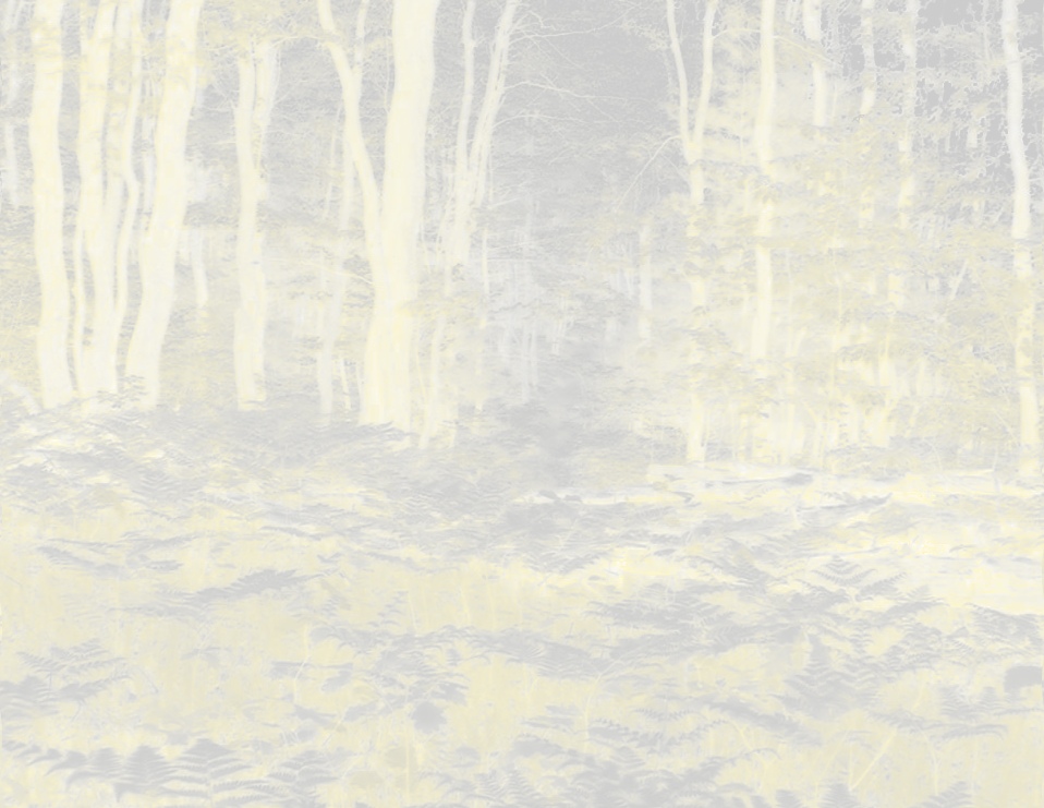 yellow night forest.jpg