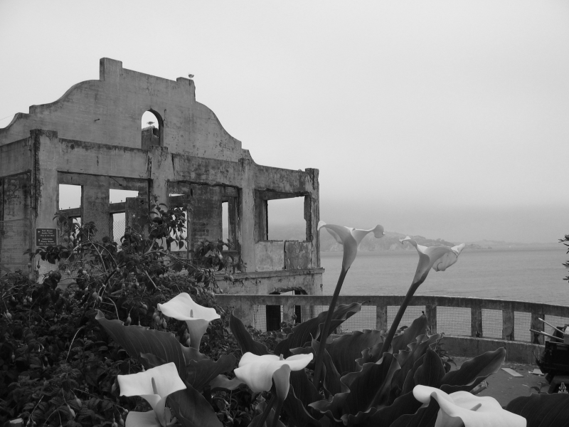 Alcatraz Lilies.png